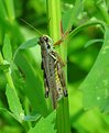 Picture Title - Canola Hopper