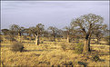 Picture Title - Baobab Trees