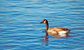 Picture Title - Canadian Goose