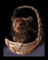 Picture Title - Basket  full  of  love