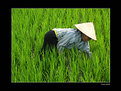 Picture Title - cropping rice
