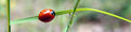 Picture Title - ladybug