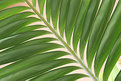 Picture Title - palm leafs