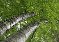 Picture Title - elm leafs