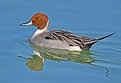 Picture Title - Pintail