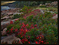 Picture Title - Otter Cliffs.