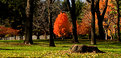 Picture Title - Red Tree