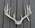 Whitetail Antler