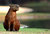 Capivara peace II