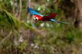 Picture Title - Arara vermelha