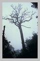 Picture Title - ghost tree