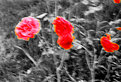 Picture Title - flowers