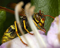 Picture Title - Wasp