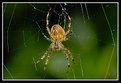 Picture Title - Spider