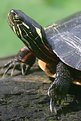 Picture Title - Painted Turtle