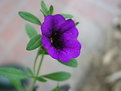 Picture Title - Purple Petunia