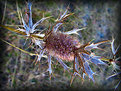 Picture Title - Fall in Texas… Eryngo 