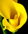 Yellow Calla