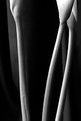 Picture Title - Calla Stems