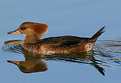 Picture Title - Hooded Merganser Female