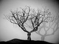 Picture Title - Albero