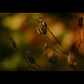 Picture Title - ...an autumn concerto...