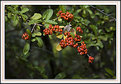 Picture Title - Red Berries