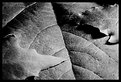 Picture Title - Leaves and Shadows
