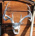 Picture Title - Antler on Shed