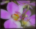 Picture Title - Orchid