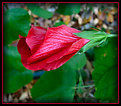 Picture Title - Partial Open Hibiscus