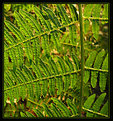 Picture Title - Fern