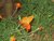 Orange butterfly