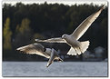 Picture Title - Flying birds