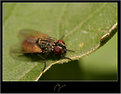 Picture Title - another fly