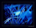 Picture Title - Natural Lines (in Blue)