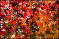 Picture Title - Autumnal Fire