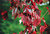 Fall Leaves