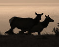 Picture Title - Elk Silhouttes