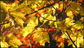Picture Title - Fall Warmth