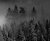 Foggy Trees
