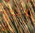 PARALLEL COLORS
