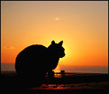 Picture Title - cat on a bench