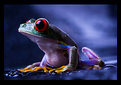 Picture Title - [ WET frog ] 