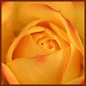 Picture Title - Rose.