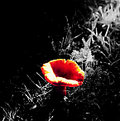 Picture Title - Mushroom