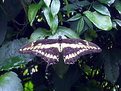 Picture Title - Papilio Thoas
