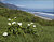 Lilies by the Sea