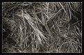 Picture Title - grass