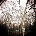Picture Title - Winterwood